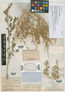 Herbarium Sheet of 